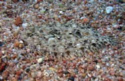 Flounder taken in Sharksbay with Olympus Sp 350. by Anel Van Veelen 